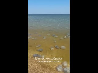 Пляжи Азовского моря этой летом буквально заполонили медузы.  Как объясняют местные, причина – в необычно тёплой зиме и... (видео)