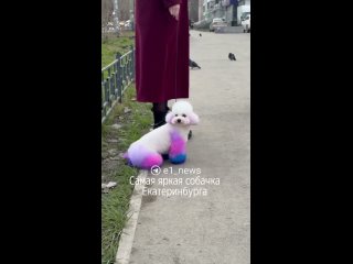Ну не знаю, лично мы своего шпица не красим, хотя грумер в постоянно настаивают. А посмотреть могу на других))) красиво. - Юлика Ромашка