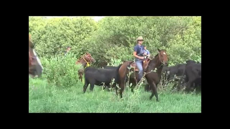Livestock handling & feedlot promo Мираторг
