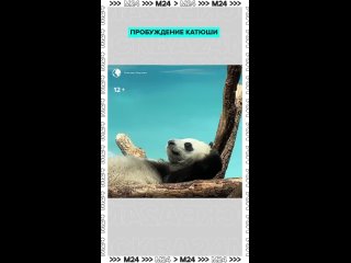 🐼 Уроки по утреннему пробуждению от Катюши! Главное — без резких движений, потягиваемся плавно.  [club35068738|🏙... (видео)