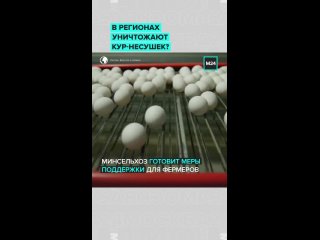 В двух регионах России фермеры уничтожили тысячи кур-несушек 🐓    В Удмуртии птиц просто выпустили на улицу, а в... (видео)