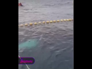 Жители Курильской гряды спасли горбатого кита из рыболовной сети    В районе острова Парамушир, огромный кит угодил в... (видео)