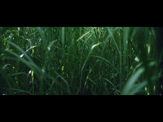 В высокой траве / In the Tall Grass (2019)