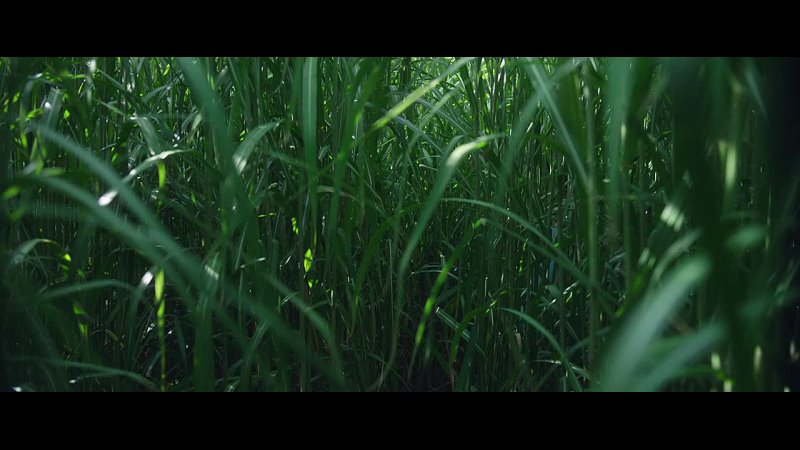 В высокой траве / In the Tall Grass (2019)