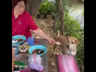 Пёс-официант из Таиланда делает карьеру, о которой мечтают многие: берёт оплату, носит деньги на кухню, контролирует... (видео)