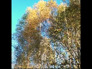 И.С. Бах - А. Марчелло -