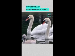 🦢 Лебеди на Патриарших прудах стали любимцами москвичей и туристов, но местные жители бьют тревогу: птицы страдают от... (видео)