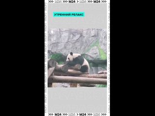 Утро – лучшее время для релакса, если вы панда 🐼    А если нет, то заряжаемся энергией как можем и любуемся красоткой... (видео)