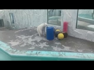 Медвежонок Вилюй выбирает себе игрушки по размеру 🐻❄️  Недавно он решил развлечься с большой пластмассовой бочкой. Ну... (видео)