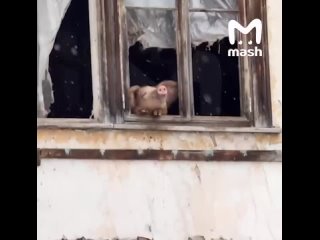 Расчехляйте свои мимиметры, или где у вас там слёзы лежат — милее истории на сегодня не будет.    Свинку Груту из... (видео)