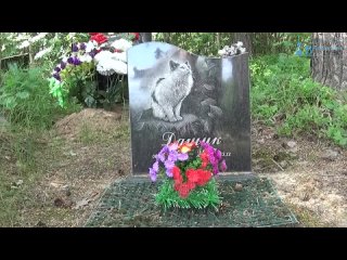 Последний приют домашних любимцев, Кохма, 02.06.2025