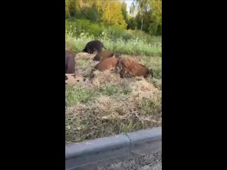 Целое стадо кабанчиков заметили у дороги в Иннополисе   Ранее местные уже жаловались, что их в округе стало очень много... (видео)