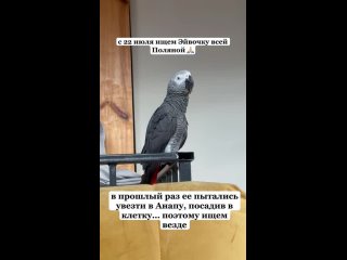 ПРОПАЛ УНИКАЛЬНЫЙ ПОПУГАЙ В КРАСНОЙ ПОЛЯНЕ.  Уже как 2 года местной достопримечательностью Красной Поляны стал попугай... (видео)