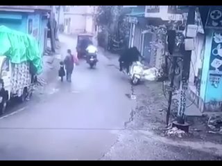 📹 Бык в Индии прокатился на скутере  Видимо, это его первый раз: как и у многих двуногих, у парнокопытного долго... (видео)