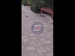 🐀 Полчища крыс оккупировали центр Сочи!   Внимание! Возле ЖД Вокзала в Сочи нашествие крыс! 😱  Очевидцы сообщают, что... (видео)