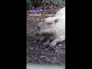 Все мамы на свете заботятся о малышах и проводят с ними кучу времени.     И всё ради того, чтобы дарить им свою любовь... (видео)