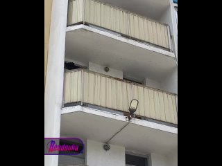 Жители новосибирской многоэтажки оказались в плену у целого роя пчел    Если вам кажется, что пчеловодство на дому это... (видео)