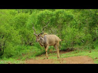 Африканские животные в 4K - Великий африканский фильм о живописной релаксации дикой природы