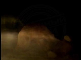 Косолапая суета в Краево-Армянском  На улице Саят-Нова два медведя устроили рестлинг-матч! Житель села наблюдал... (видео)