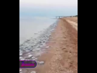 Гигантские медузы заполонили Азовское море — купаться там может быть опасно    Скорее всего, нашествие «морского желе»... (видео)