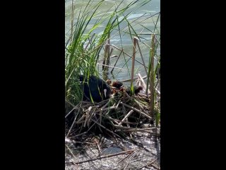 Еще одно семейство на озере Кабан 🐣 (видео)