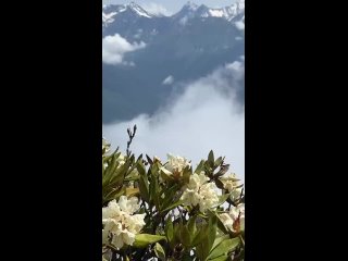 Рододендроны вовсю цветут на Розе Пик в горах Сочи на высоте 2320 метров над уровнем моря   Видео: Дмитрий Семендяев ... (видео)