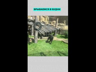 Врываемся в рабочие будни в турборежиме, как Ама из Московского зоопарка!    А также морально готовимся к 30-градусным... (видео)