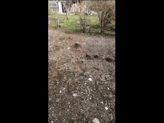 В садовом товариществе «Белоснежка» дачники бьют тревогу — белая лошадь и пони свободно разгуливают по их участкам.  ... (видео)