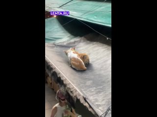 Когда попросила его помассировать спинку   #лентадобра@lentaru  ... (видео)