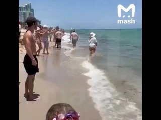 Шестилетнюю дочь "Миссис пышные формы" из России едва не съела акула на мелководье в американском Майами. Хищница... (видео)