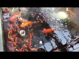 Japanese giant goldfish_PLICATILI