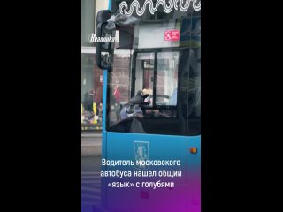 Водитель московского автобуса нашел общий «язык» с голубями, а случайная прохожая успела снять магию на видео    Для... (видео)