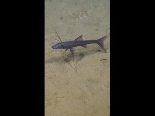 Рыба-тренога (Bathypterois grallator) обитает на глубине более 4 километров. Жизнь на таких глубинах не простая:... (видео)