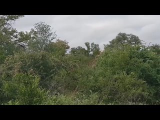 Lions is King But Fail_ Mother Bear Save Her Baby From Puma Hunting_ Giraffe vs Lions(720P_HD).mp4