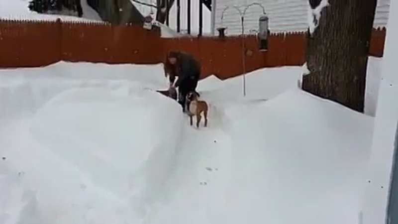 Old dog tricks puppy