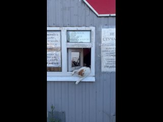 Пушистый кассир на переправе Верхнем Услоне (видео)