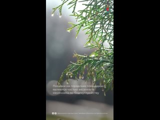 В Петербурге проходит кампания по озеленению садов и парков совместно с жителями.    Если вы хотите принять участие,... (видео)