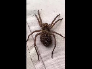 Паук переносит своих детенышей прямо у себя на спине (видео)