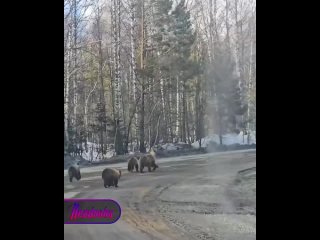 Косолапая семейка решила устроить утреннюю пробежку по дороге на юге Урала    Недалеко от города Межгорье... (видео)