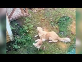 Смех ДО СЛЕЗ 30 Минут смеха 2025 Смешные видео Лучшие Отборные ПРИКОЛЫ с животными #11