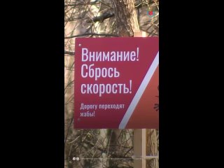 В заказнике «Сестрорецкое болото» стартовала одна из самых трогательных весенних акций — «Дорогу амфибиям!».  С первыми... (видео)