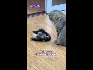 КАКИЕ ЗАБАВНЫЕ КОТЯТА,БОРЬБА,ЭТО ХОРОШО,ДЛЯ РАЗВИТИЯ!!!👍🙏 - Зинаида Шеенок