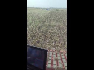 Жил в колхозе,  и не разу не видел, как убирают подсолнечное поле 🙈 - Александр Петров
