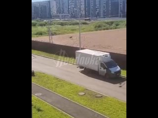 В Уфе северный олень сбежал из зоопарка местной светской львицы    В Уфе второй день по улицам гуляет северный олень —... (видео)