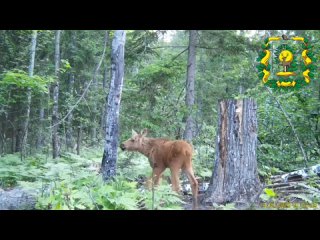 📸Фотоловушка в Воротынском районе поймала милые кадры: мама-лосиха гуляла со своим детенышем, в условиях дикой природы... (видео)