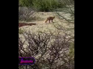 Туристы сняли остросюжетную погоню лисицы за барсуком на Камчатке    Наш аналог американских «Тома и Джерри», только на... (видео)