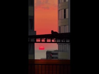 Даже котик пришел полюбоваться сочинским закатом 😍 (видео)