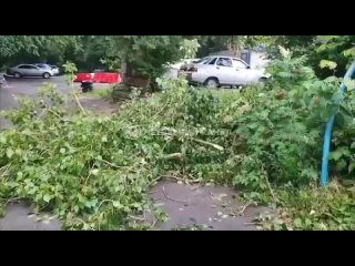 Жители дома на Сибирском тракте боятся падающих веток.  После сильного ветра ветви падают на детские площадки,... (видео)
