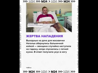 🐍 «Случайно наступила на гадюку» — не страшилка, а пугающая реальность подмосковных дачников. Сейчас змеи очень... (видео)