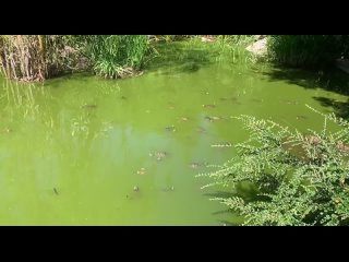 «Плодитесь и размножайтесь» - как это выглядит на практике  Переполненный молодыми черепашками пруд у служебного входа... (видео)